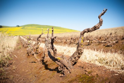 Cape Wine 2018 - A look at the South African wine industry Cape Wine 2018 - A look at the South African wine industry