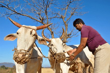 Dairy in India Dairy in India
