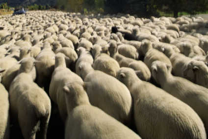 blockchain-solution-to-trace-australian-wool-chain-of-custody