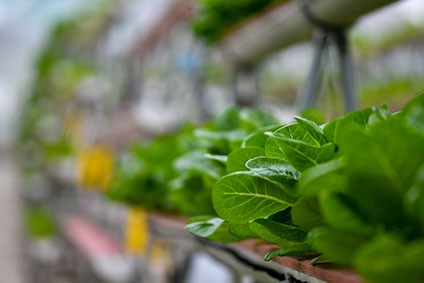 Swiss Agri Food Co Op Fenaco Invests In Vertical Farming Food Industry News Just Food